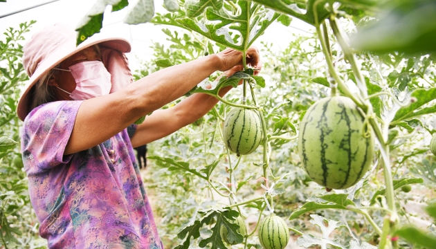 谷雨前后，種瓜點豆